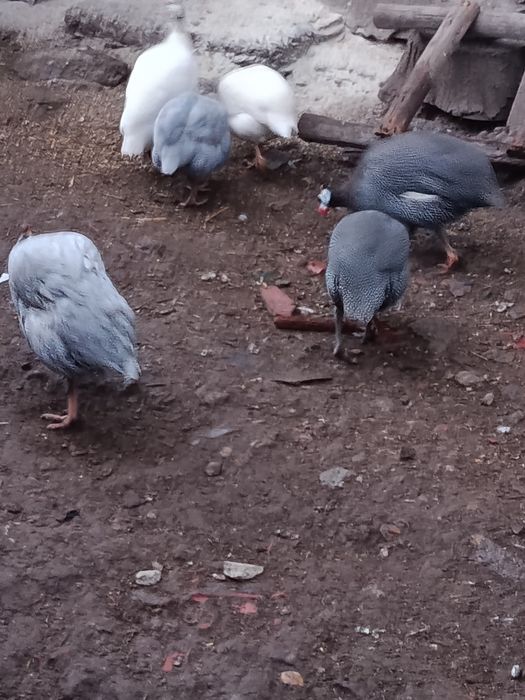 Oua bibilica pt incubat