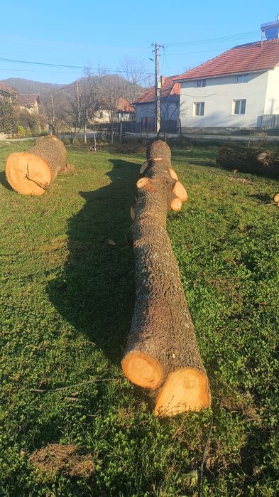 Vând bușteni goron