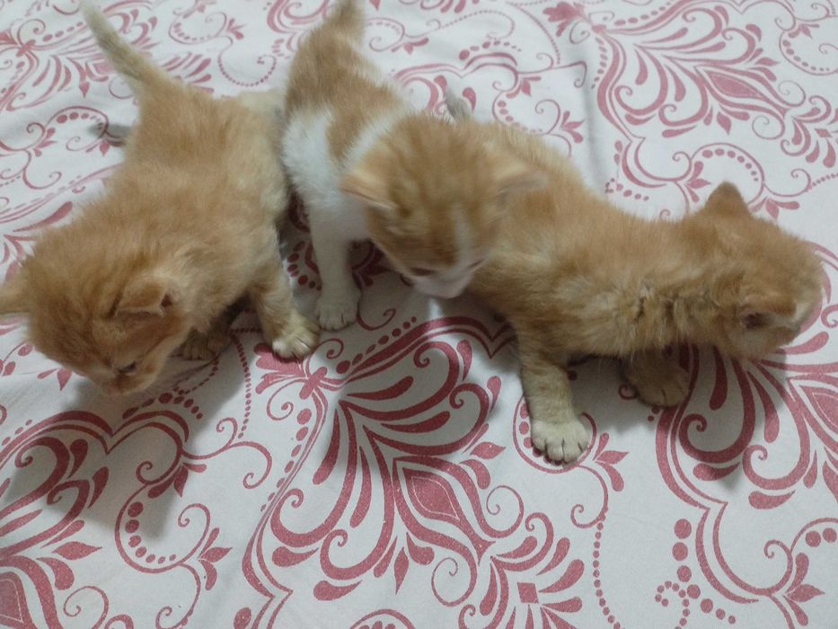 Котята 3ри брата окрабата 11 Мая родились.  Коты Турксибского р*она