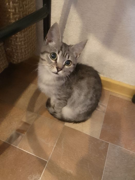 Котёнок  в добрые руки