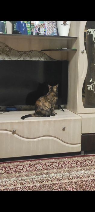 Потерялась кошка