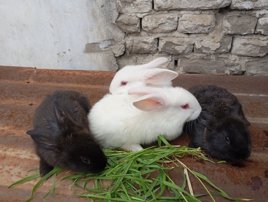 Куёнлар сотилади