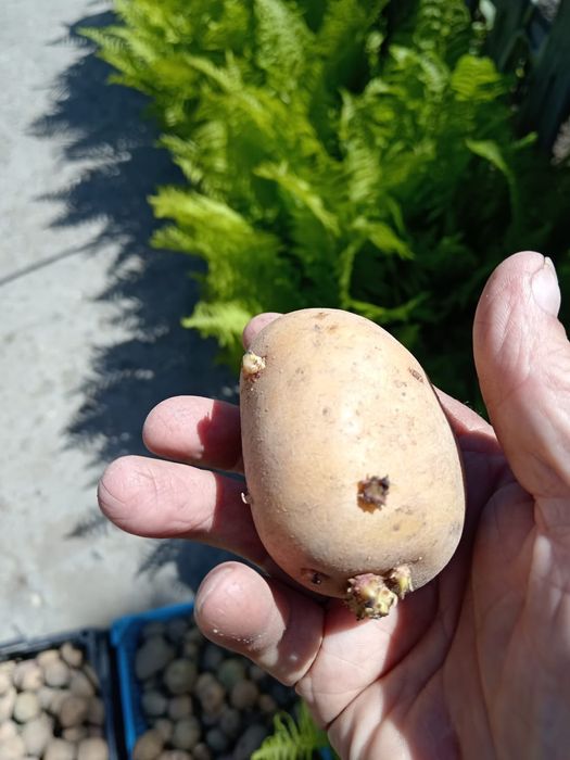 Продам семейную картошку