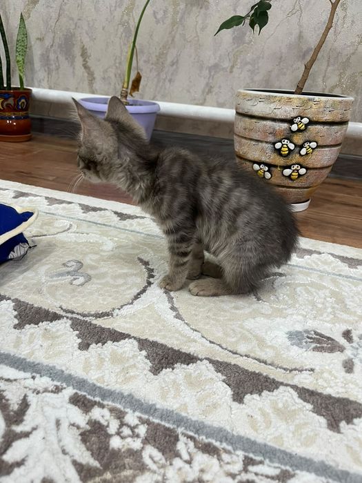 Срочно продаю котят