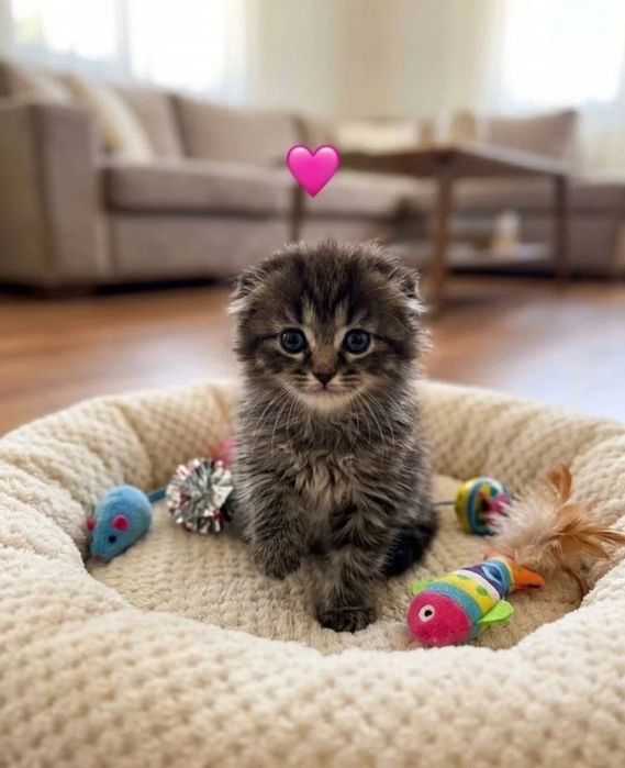 Котята мальчики и девочки, по 20-15 тыс, клотку приучены