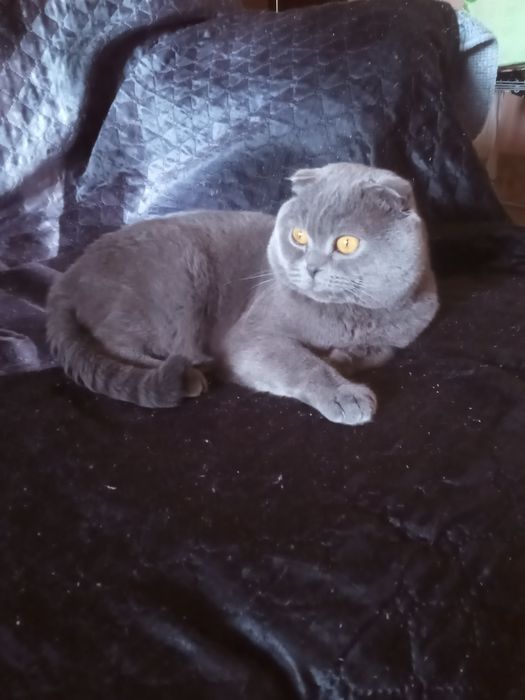 Вязка  Котов. вислоухие, британцы