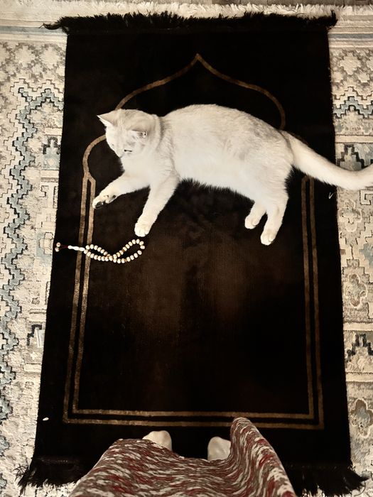 Кошка Британская шиншилла