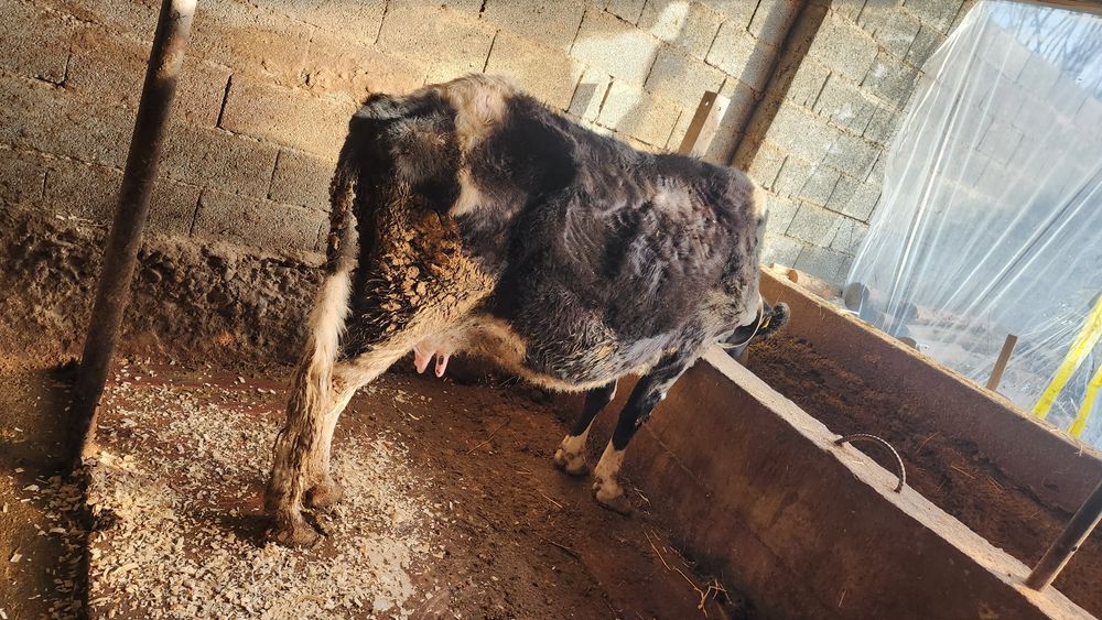 Сиыр тез арада сатылады