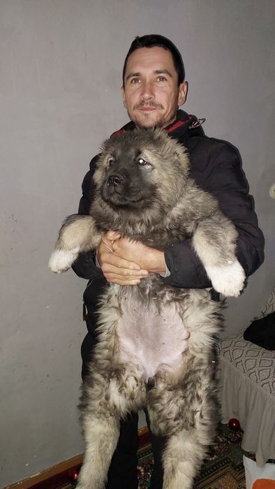 Щенки кавказской овчарки