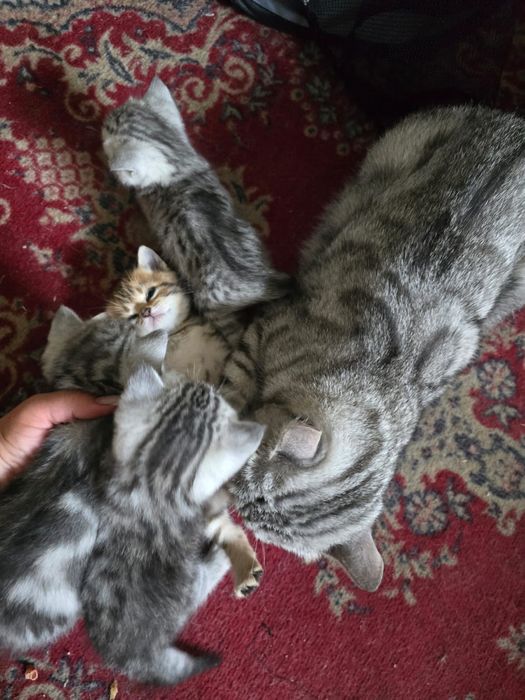 Котята Британцы предзаказ
