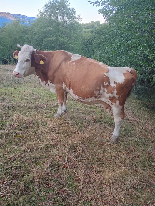 Vaca de vanzare pt sacrificat