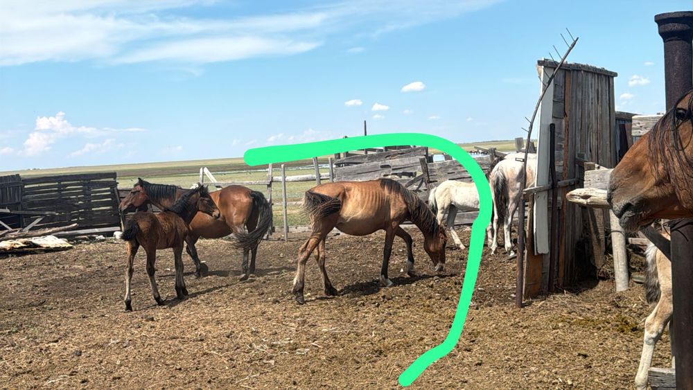 Продам две кобылки 1,4 год