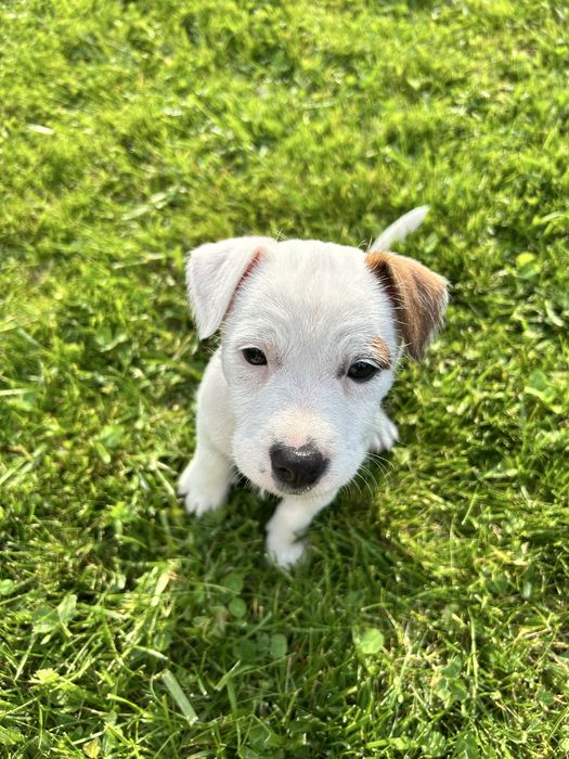 Catelus jack russel 7 saptamani
