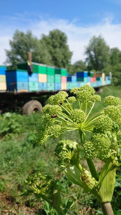 Мёд Восточно-Казахстанский.