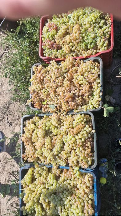 Vand strguri de vin producator cu acte