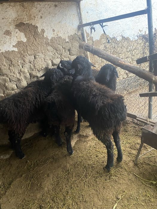 Ассаламуаликум қошқарлар бар