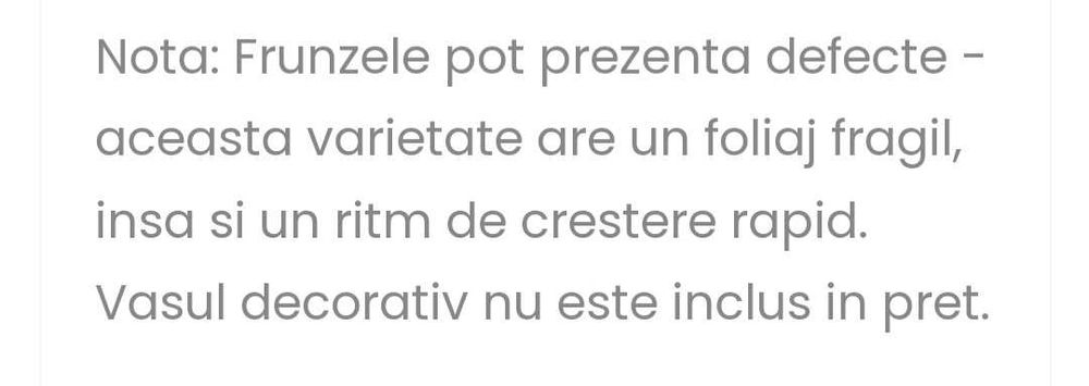 Pui bananier japonez Musa basjoo de la 50 lei . Bucuresti