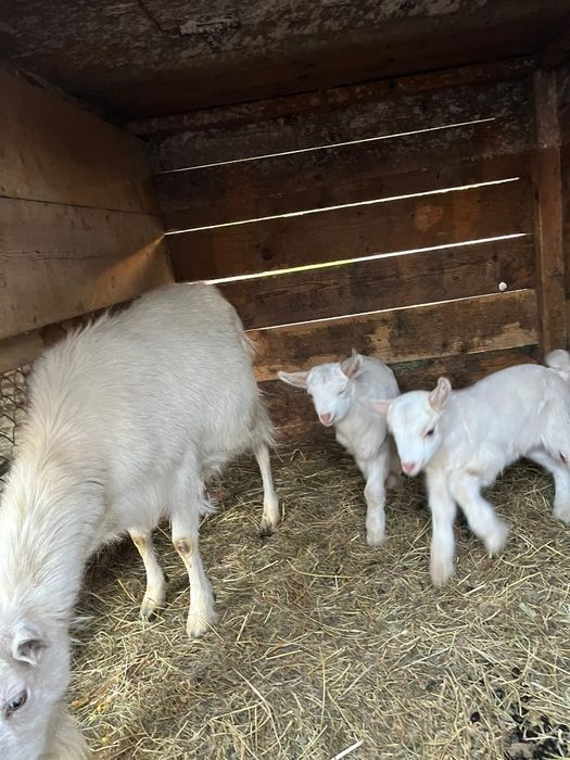 Vând capră bună de lapte cu doi iezi