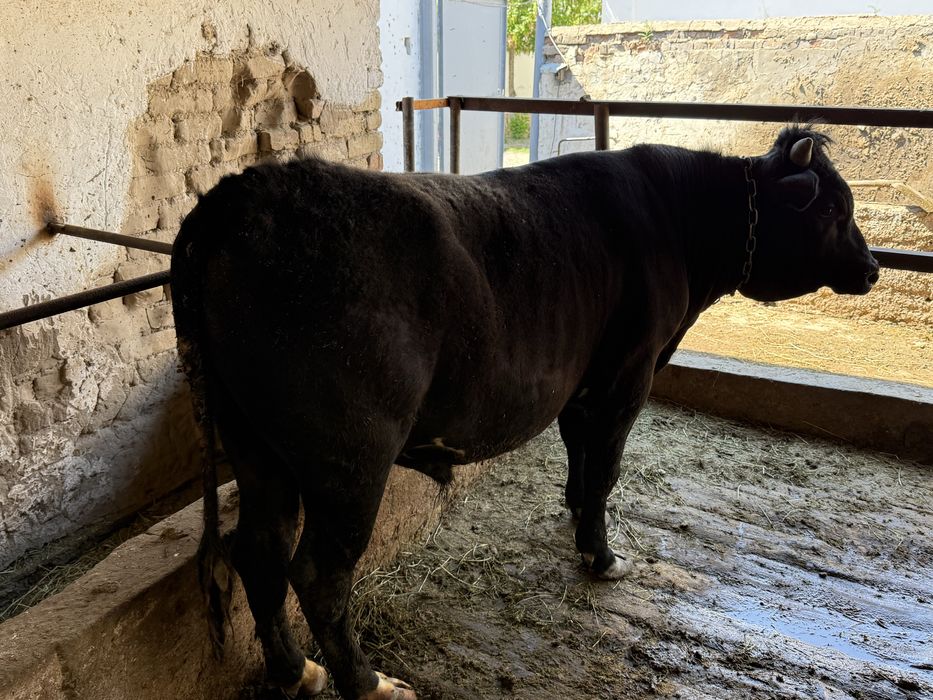Бык бұқа байлауда тұр