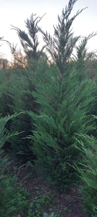 Leylandii 2.5m- 3m gard viu/ calitate premium/ gazon rulou sport