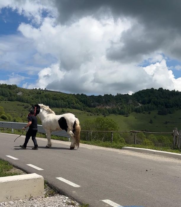Vand armasar semigreu/ schimb cu auto/ montă