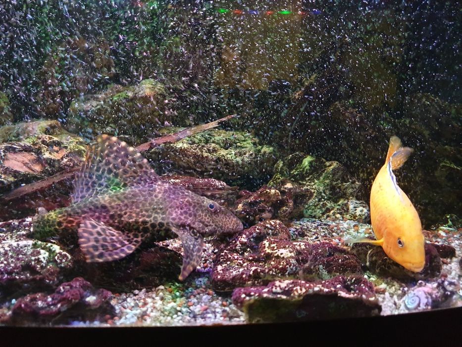 Donez  Cichlid African  15 cm