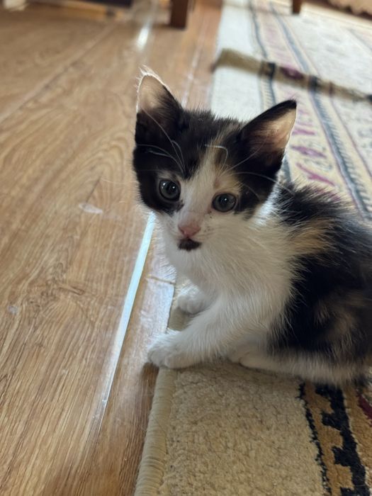 Отдам маленьких котят