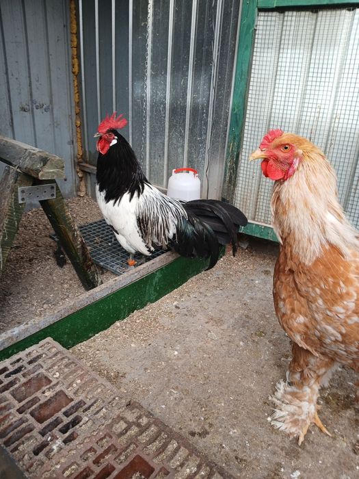 De vînzare cocoș rasa Lakenfelder