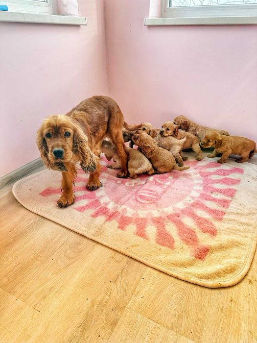 Продавам кокер шпаньоли