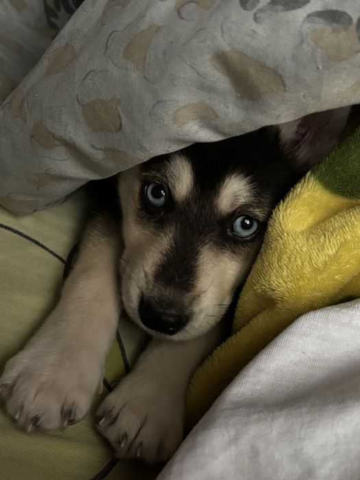 Продам Хаски девочка