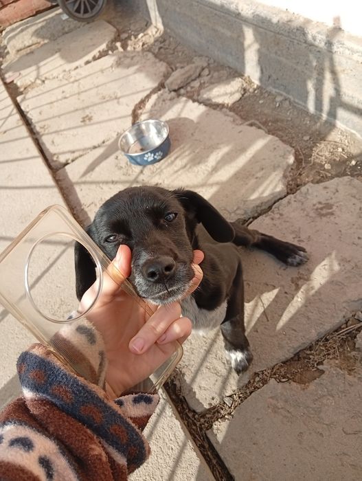 Щенок ищет свой дом