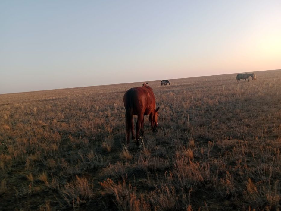 Семіз ТУ БИЕ сатылады