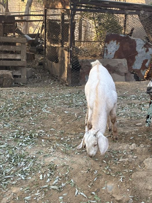 Теке сатылады. Пародный