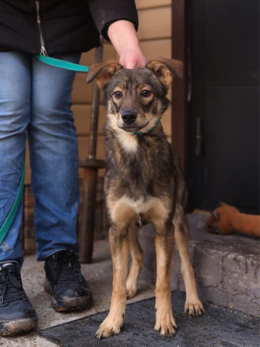 Щенки мальчики возрастом семь месяцев ищут дом