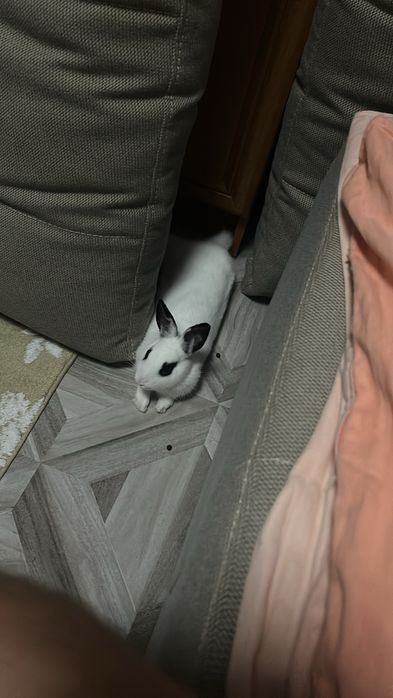 Iepure pitic cu cusca