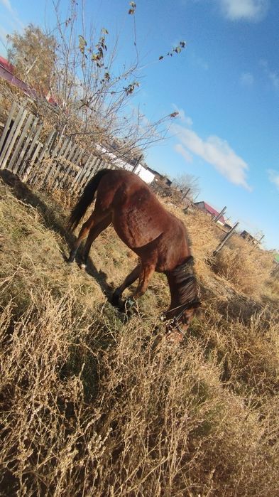 Продам Лошадь...