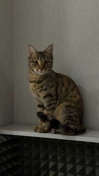 Кошечка ищет дом, отдам даром!