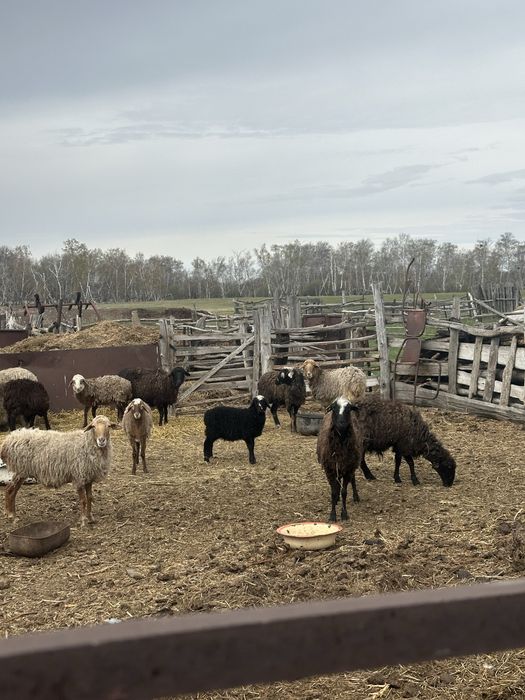 Койлар оптом сатылады