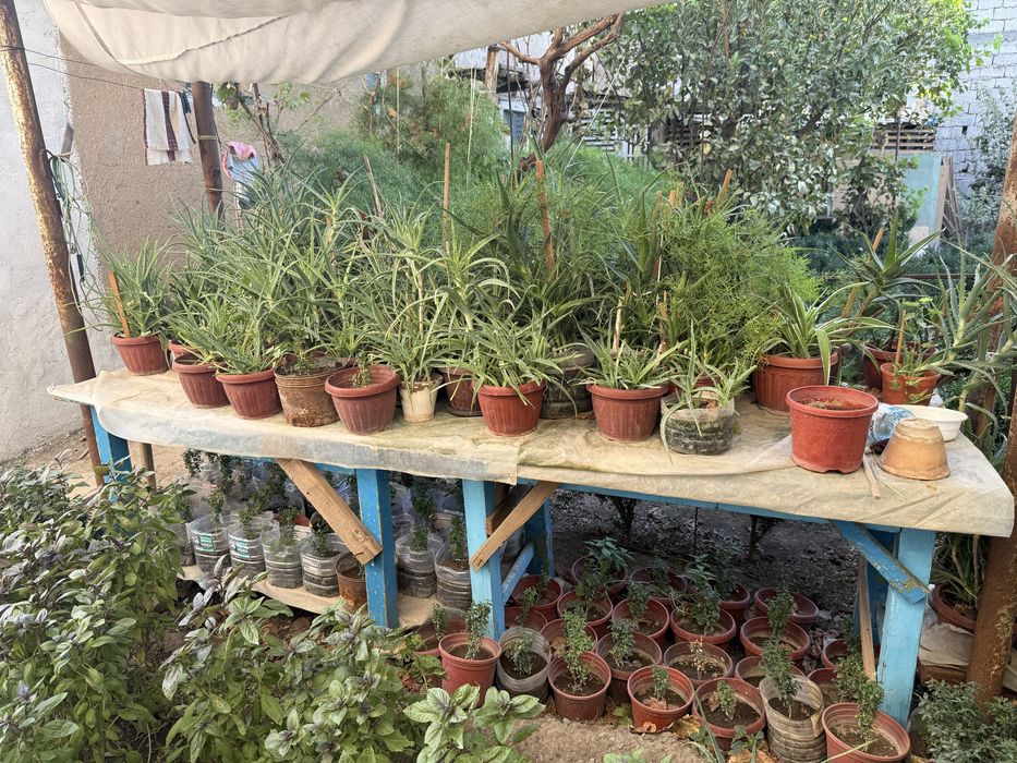 Алой личкбни. Aloy shifobaxsh oʻsimligi