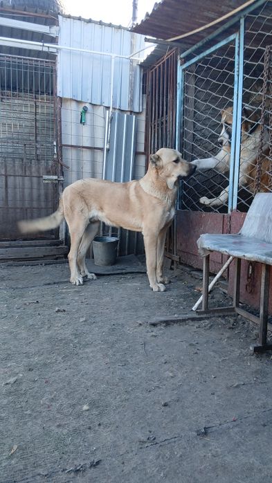 Продам щенка годик.