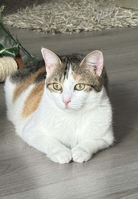 Pisicuta Cleo isi cauta familie
