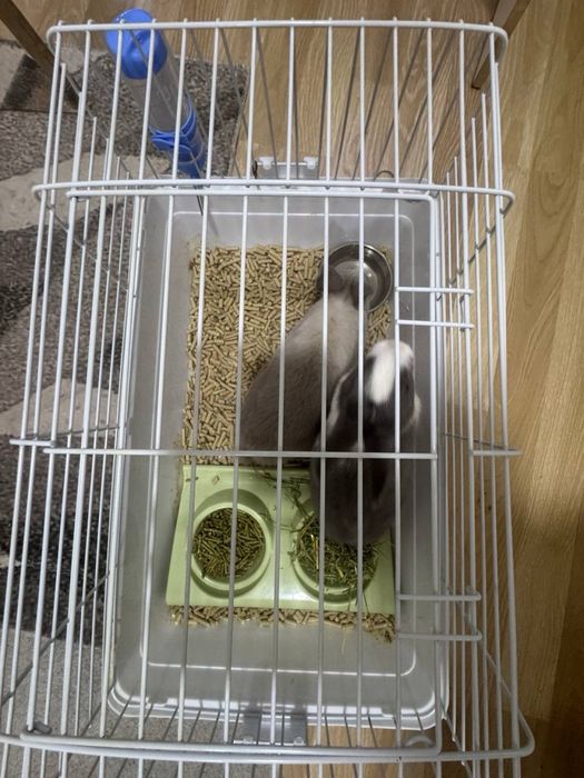 quyon zoti karlikiviy qafasi bilan sotiladi