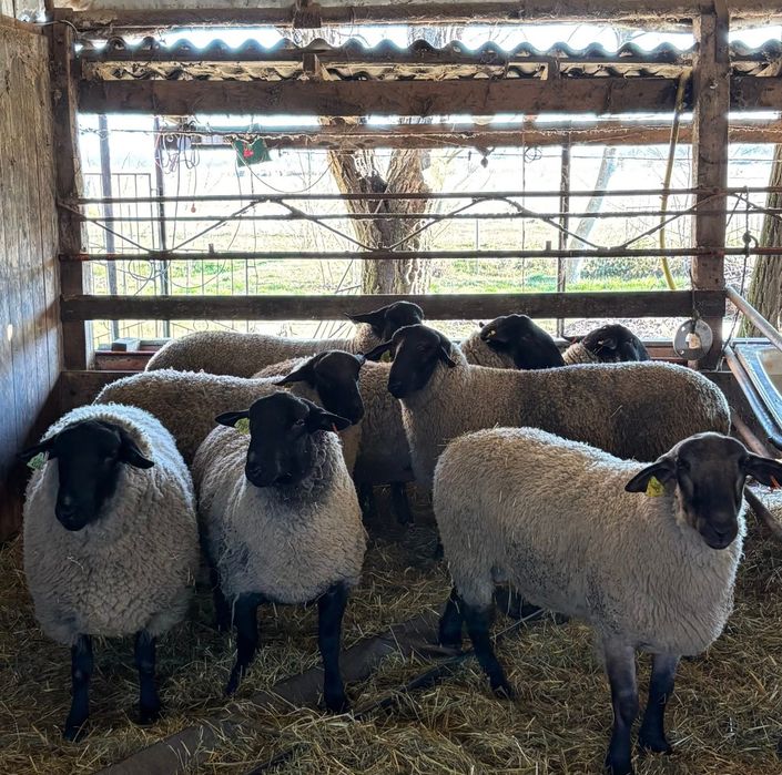 Oi suffolk cu pedigree oferta !