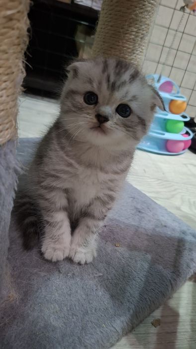 Породистые котята 40