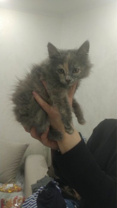 Отдам котенка девочка