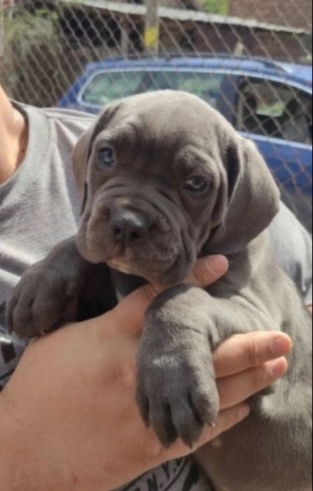 Кане Корсо бебета