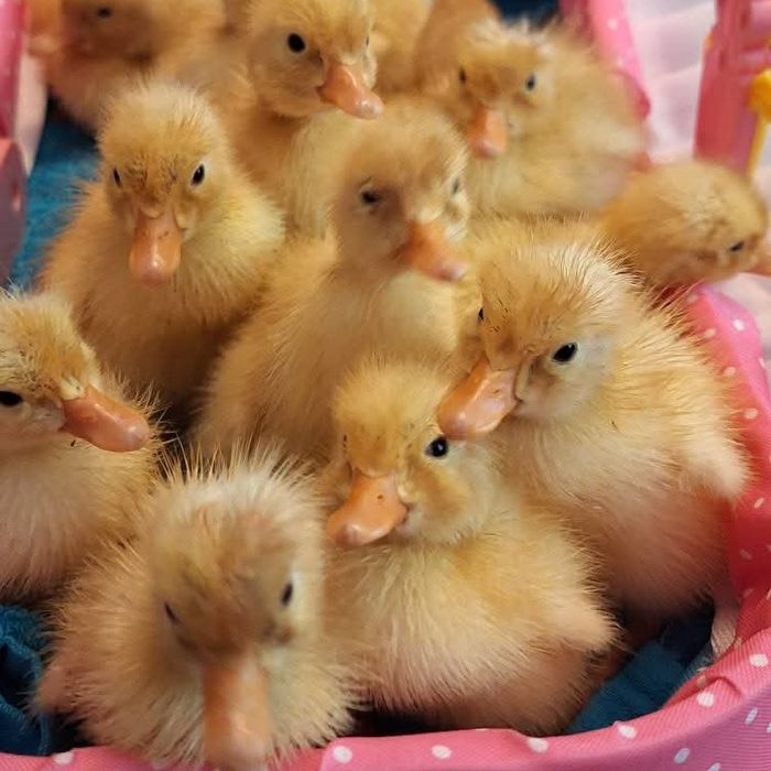 Cloșcă rață cu 10 boboci rață indiana alergătoare .