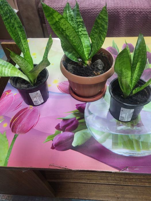 Продам Сансерверию