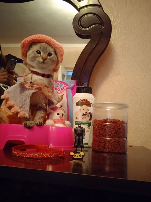 Bengaliskiy muwuk bolasi sotiladi