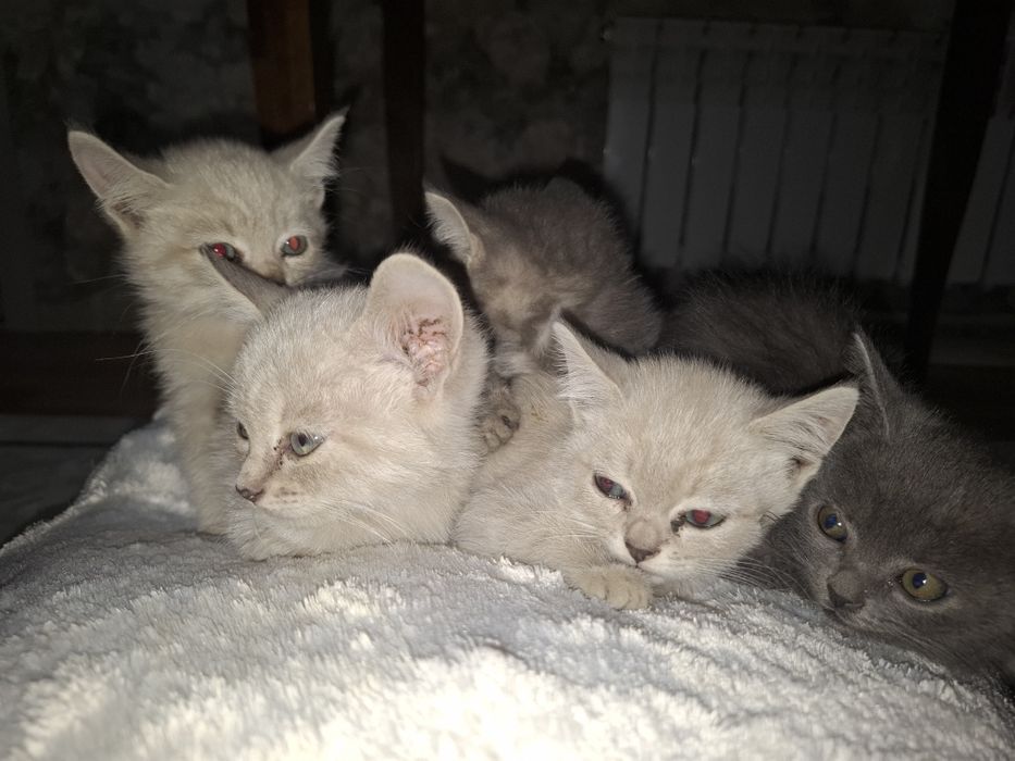 Котята. Все девочки.